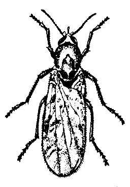  Culicoides pulicarius.