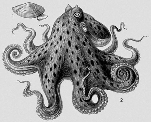 . 1  Yoldia hyperborea; 2  Octopus vulgaris. .