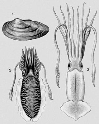 . 1  Unio pictorum; 2  Sepia officinalis; 3  Kondakovia longimana.