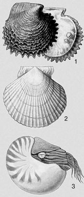 . 1  Pinctada margaritifera; 2  Mizuhopecten yessoensis; 3  Nautilus pompilius. .