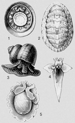 . 1  Neopilina galathea; 2  Tonicella granulata; 3  Viviparus contectus; 4  Clione limacina; 5  Hydatina velum.