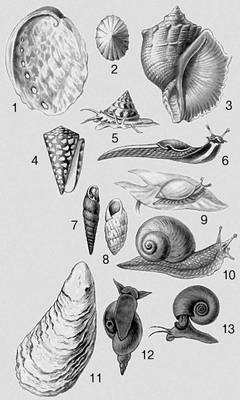 . 1  Haliotis tuberculata; 2  Acmaea cassis; 3  Rapana thomasiana; 4  Conus marmoreus; 5  Calliostoma zizyphinus; 6  Limax cinereoniger; 7  Iphigena ventricosa; 8  Zebrina cylindrica; 9  Succinea putris; 10  Helix pomatia; 11  Crassostrea gigas; 12  Lymnaea stagnalis; 13  Planorbarius corneus.