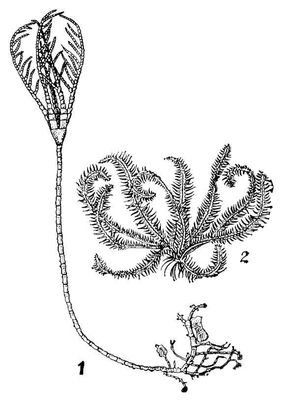   1   Rhizocrinus; 2   Antedon.  .