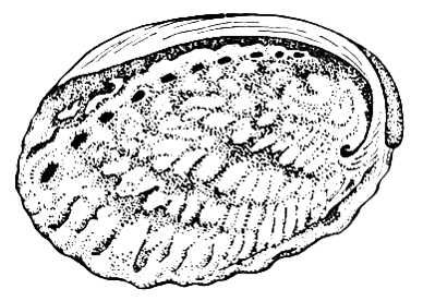   Haliotis tuberculata.