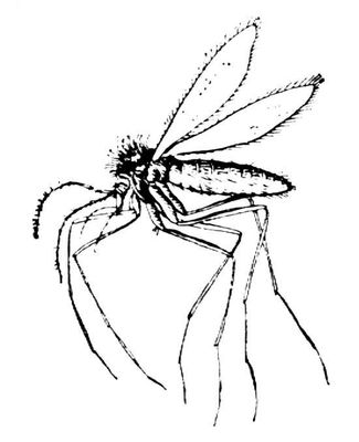  Phlebotomus papatasi, .