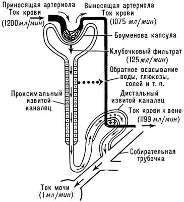Схема, иллюстрирующая движение жидкости во всех канальцах почки. Мочеобразование.