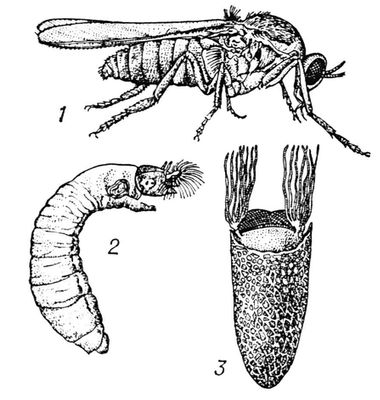   (Simulium argyreatum): 1   ; 2  ; 3  .