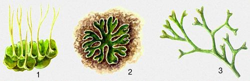  : 1  Anthoceros punctatus.  : 2  Riccia glauca, 3  Riccia fluitans.