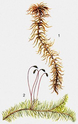  : 1  Sphagnum fuxum, 2  Ptilium crista-castrensis.