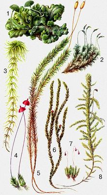  : 1  Marchantia polymorpha.  : 2  Dicranum scoparium, 3  Sphagnum recurvum, 4  Splachnum rubrum, 5  Polytrichum commune, 6  Fontinalis antipyretica, 7  Bryum marratii, 8  Rhytidiadelphus triquetrus.