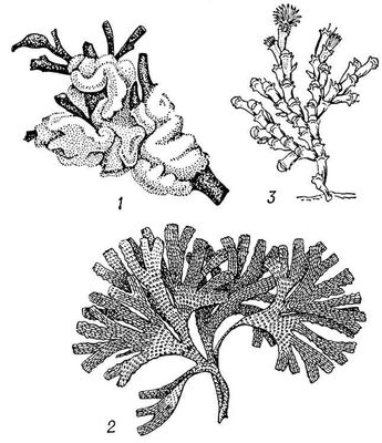 . 1. : 1  Flustrella hispida; 2  Dendrobeania flustroides; 3  Bugula tricuspis.