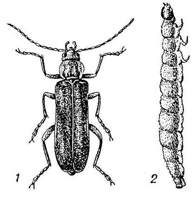  Cantharis obscura: 1  ; 2  .