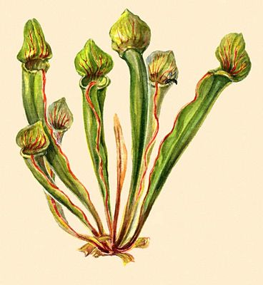  .  (Sarracenia drummondii).