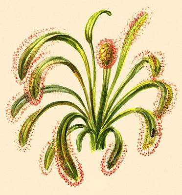  .   (Drosera capensis).