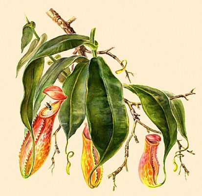  .  (Nepenthes destillatoria).