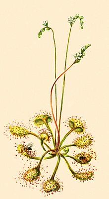  .   (Drosera rotundifolia).