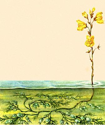  .   (Utricularia vulgaris).