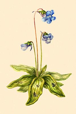  .   (Pinguicula vulgaris).