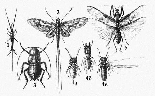 Взрослые формы насекомых: 1 — щетинохвостка-махилис; 2 — обыкновенная подёнка; 3 — богомол; 4 — чёрный таракан; 5а — туркестанский термит, рабочий, 5б — солдат, 5в — крылатая особь. Насекомые.