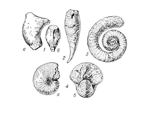   : 1  Phragmoceras arcuatum (   ,    ), ; 2  Poterioceras fusiforme, ; 3  Estonioceras arience, ; 4  Ephippioceras bilobatum,  (  ,    );  . 3  4   ,          . .  .