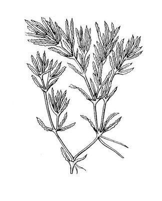   (Najas marina).