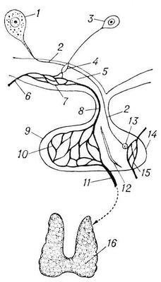 . 2.         (): 1        ,  ,    (2)     (14),       (13)      (15); 3      ,   ,       ; 4       ; 5   ; 6   ; 7    ; 8   ,        ; 9    : 10    ; 11    ; 12   ; 16   ,      . .