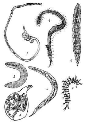 . 2. : 1  Ascolaimas elongatus; 2  Criconemoides limitaneum; 3  Meloidogyne spec.; 4  Draconema cephalatum; 5  Diploscapter pachys; 6  Criconema cobbi; 7  Desmoscolex vanoyci. .