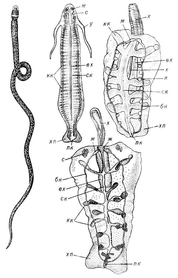 Немертины: 1 — донная Lineus torquatus; 2-4 — пелагические (с прозрачными покровами, через которые просвечивают внутренние органы; с брюшной стороны); 2 — Nectonemertes maijor — самец; 3 — Pelagonemertes brinkmanni — самка; 4 — P. brinkmanni — самец; бн — боковые нервные стволы, вх — влагалище хобота, ж — желудок, кк — кишечные карманы, м — мозг, пк — прямая кишка, с — семенники, ск — средняя кишка, у — усы, х — хобот, хп — хвостовой плавник, я — яичники. Немертины.