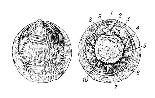   Neopilina galatheae    ()     (); 1   , 2  , 3  , 4  , 5   , 6   , 7  , 8    , 9  , 10  .