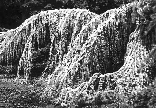   .     (Cedrus atlantica var glauca pendula),  .