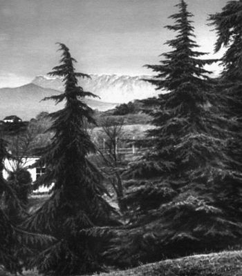   .    (Cedrus deodara);   .