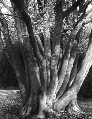   .   (Zelkova carpinifolea);   , .