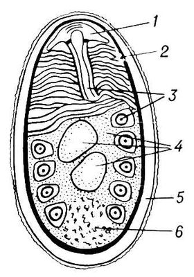    Nosema bombycis: 1   ; 2  ; 3    (     ); 4    2 ; 5   ; 6   .