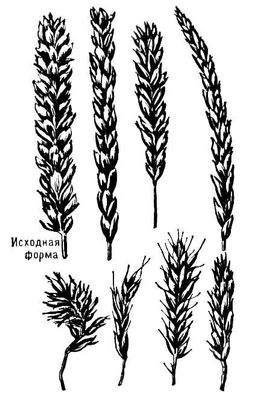     Triticum aestivum.        (    ).