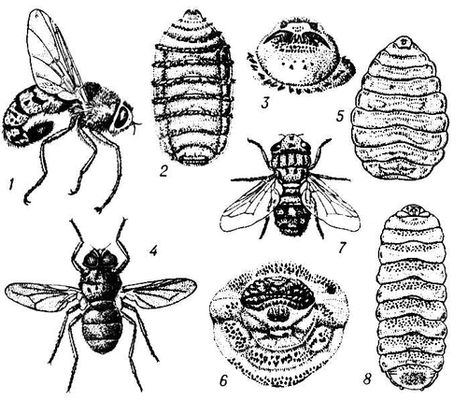 . : 1  Gasterophilus intestinalis (); 2   3-  G. pecorum; 3     . : 4  Oestroderma potanini (); 5   3-  Oedemagena torandi; 6     . : 7  Oestrus ovis (); 8    3- .