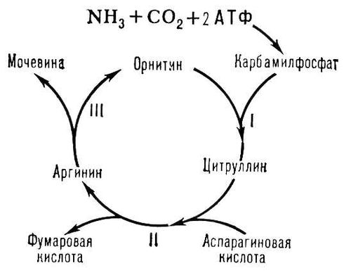 Рис. к ст. Орнитиновый цикл. Орнитиновый цикл.