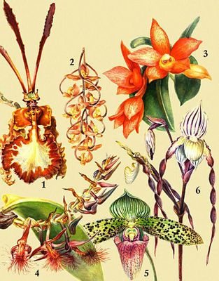 . 1. Oncidium kramerianum. 2. Gongora galeata. 3. Sophronitis cernua. 4. Bulbophyllum barbigerum. 5. Paphiopedilum sukhakulii. 6. Paphiopedilum philippinense.