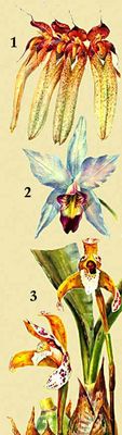 . 1. Cirrhopetalum longiflorum. 2. Laelia anceps. 3. Maxillaria picta.