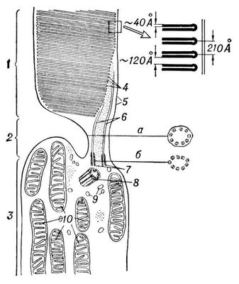         (): 1   ; 2   ; 3   ; 4     (    ); 5    ; 6   ; 7, 8   (,    ); 9   ; 10  .