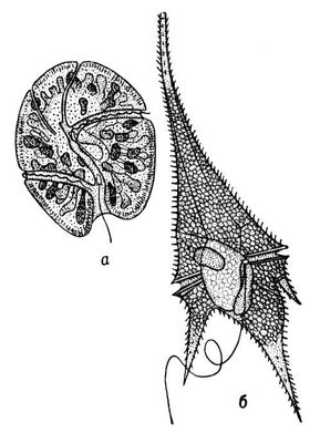  :   Gyrodinium pavillardi;   Ceratium hirudinella.  .