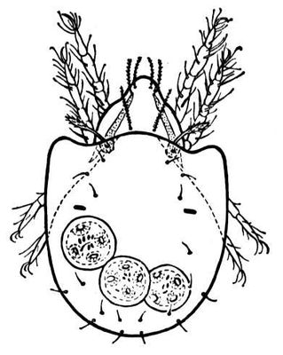  Scheloribates laevigatus  3  ()   Moniezia expansa ().