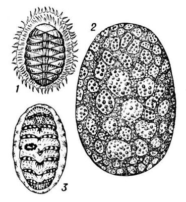  : 1  Placiphorella stimpsoni; 2  Criptochiton stelleri; 3  Tonicella marmorea.