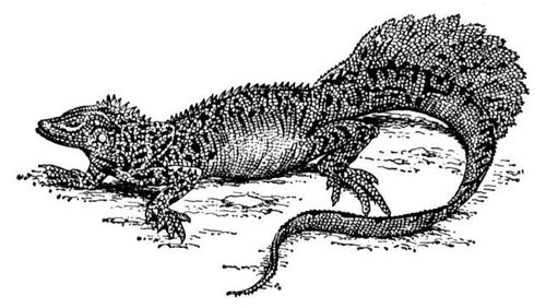   (Hydrosaurus amboinensis).