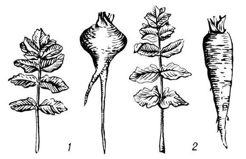 Сорта пастернака: 1 — Круглый (лист и корнеплод); 2 — Студент (лист и корнеплод). Пастернак (раст. сем. зонтичных).