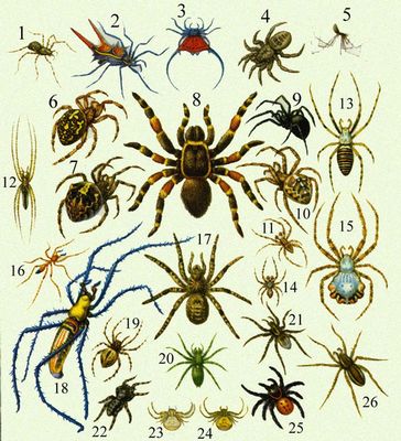  . . 1.   Tegenaria domestica. 2. Micrathena schreibersi. 3.   Gasteracantha arquata. 4.   Liphistius malajanus. 5.   Pholcus phalangioides. 6.   Araneus ceropedius. 7.   Araneus bituberculatus. 8.   Eurypelma bistriatum. 9.  Latrodectus tredecimguttatus. 10  11.    Araneus diadematus. 12. Tetragnatha extensa. 13.   Argiope bruennichi. 14  15.   Argiope lobata. 16. Myrmeciumgounelli  ,  . 17.   Lycosa singoriensis. 18.   Nephila maculata. 19. Oxyopes heterophthalmus. 20. Microcommata roseum. 21.    Argyroneta aquatica. 22   Salticus scenicus. 23  24.   Misumena vatia,       . 25. Eresus niger. 26.   Dolomedes fimbriatus. 11, 14, 21  25  ,   . .