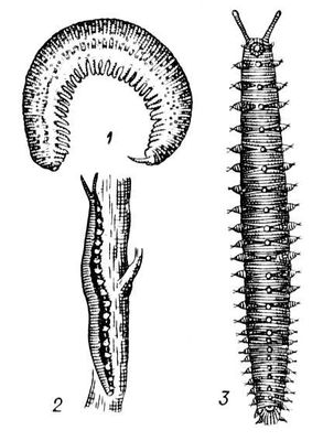 Первичнотрахейные: 1 — Peripatus tuberculatus; 2 — Peripatopsis capensis; 3 — Eoperipatus weldoni (с брюшной стороны). Первичнотрахейные.