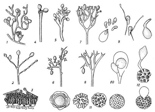 . 2. :  (19)   (1012)    : 1  Pythium debaryanum; 2  Phytophthora infestans; 3  Cystopus candidus; 4  Basidiophora entospora; 5  Sclerospora graminicola; 6  Plasmopara helianthi; 7  Bremia lactucae; 8  Peronospora tabacina; 9      (); 10    ; 11  ; 12   .