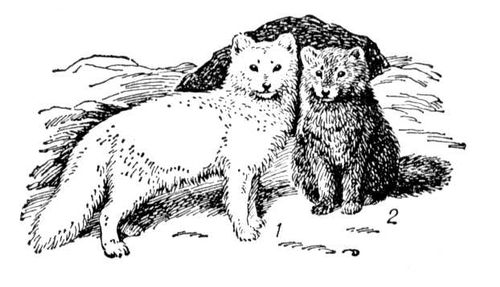 Песец: 1 — белый; 2 — голубой. Песец.