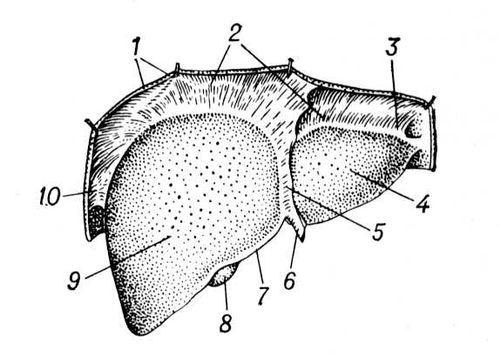 . 1.   (   ): 1  ; 2    ; 3    ; 4   ; 5   ; 6   ; 7   ; 8   ; 9   ; 10    .