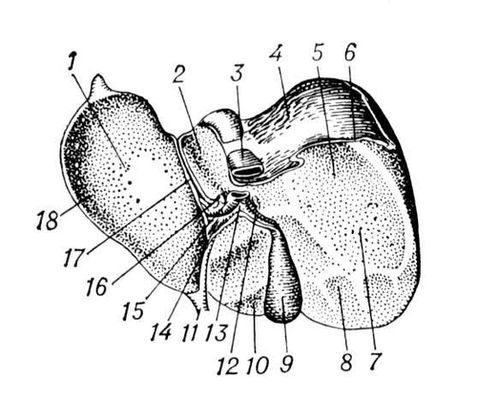 . 2.   ( ): 1   ; 2   ; 3    ; 4   ; 5   ; 6      ; 7   ; 8    ; 9   ; 10   ; 11   ; 12   ; 13   ; 14   ; 15   ; 16   ; 17   ; 18   . .